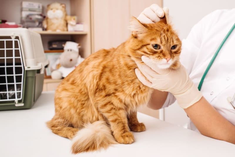 Ear Hematoma Surgery in Cats Bonita Springs Vets