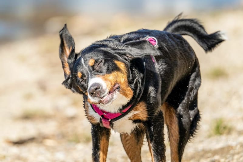 my-dog-keeps-shaking-his-head-why-poway-vet