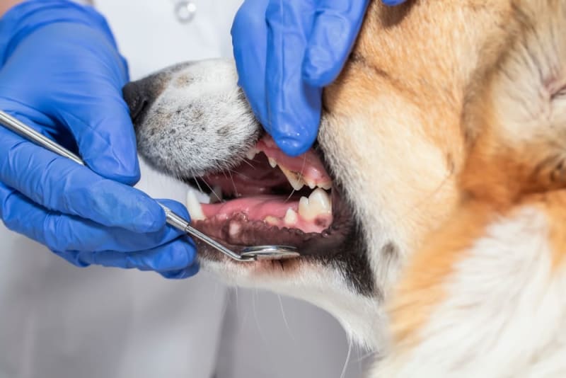 Affordable dog dental cleaning near me