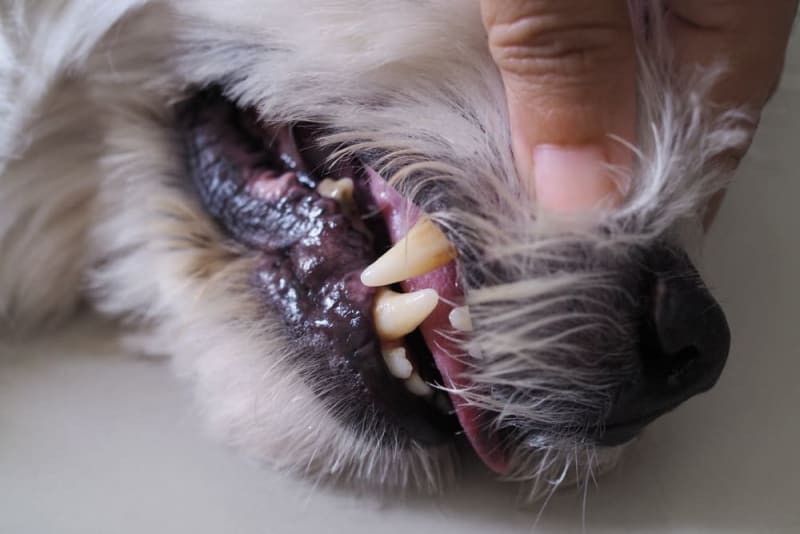 Dog Tooth Extraction What to expect Chino Hills Vet
