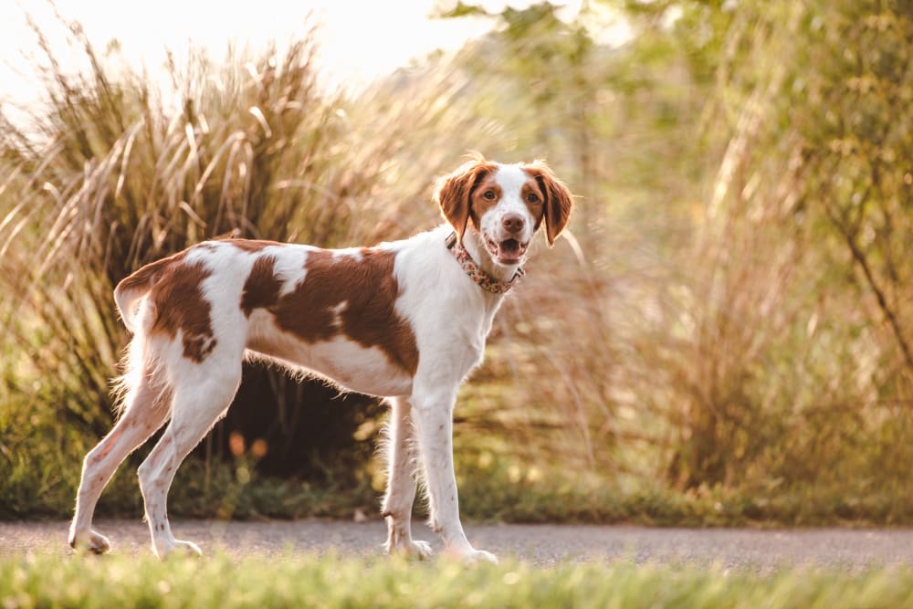 Distemper in Dogs