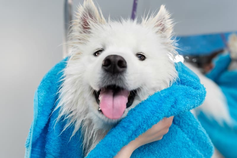 Illustration of Anxious Dog Grooming Partners
