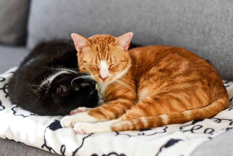 Does My Cat Need a Friend? Brodheadsville Vet