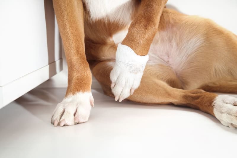Why is my dog limping and how can I help them? Vancouver Vet