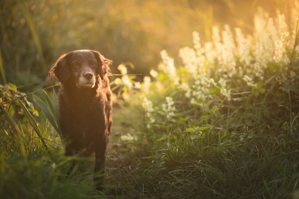 Anaplasmosis in Dogs
