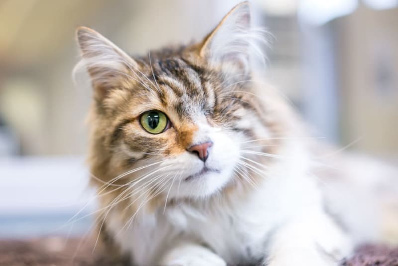 How do I know if my cat is going blind? Renton Vets