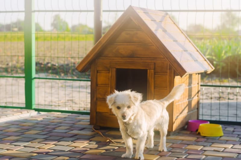 What to Bring When Boarding Your Dog Brookhaven Vets