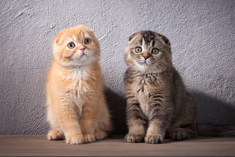 Kitten First Vet Visit What to Expect & What it Will Cost Riverbank