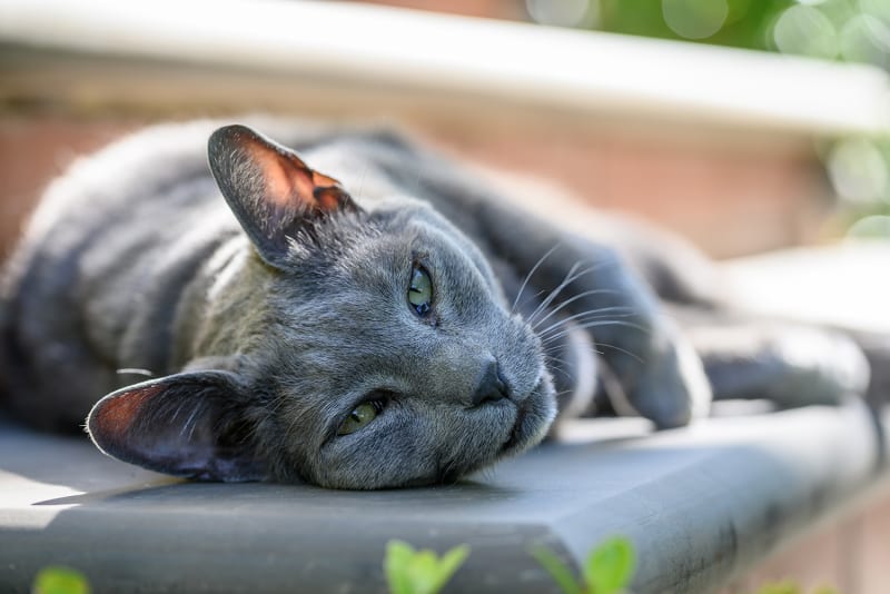 Where to Leave a Cat While on Vacation Southborough Cat Boarding