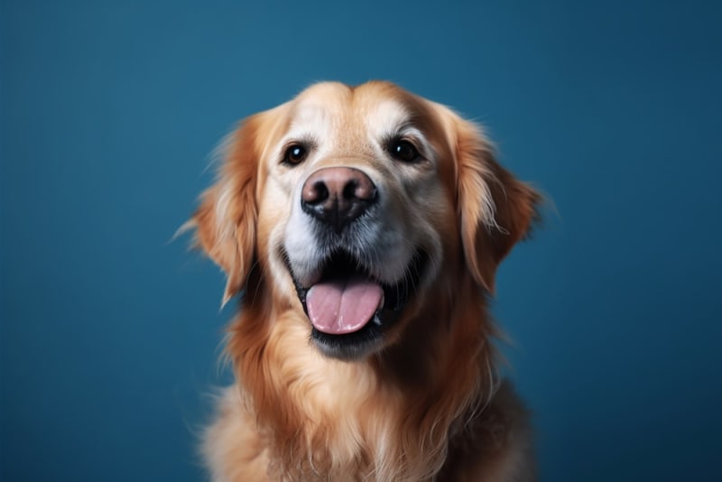 Is a dog's mouth cleaner than a human's? Orange Vets