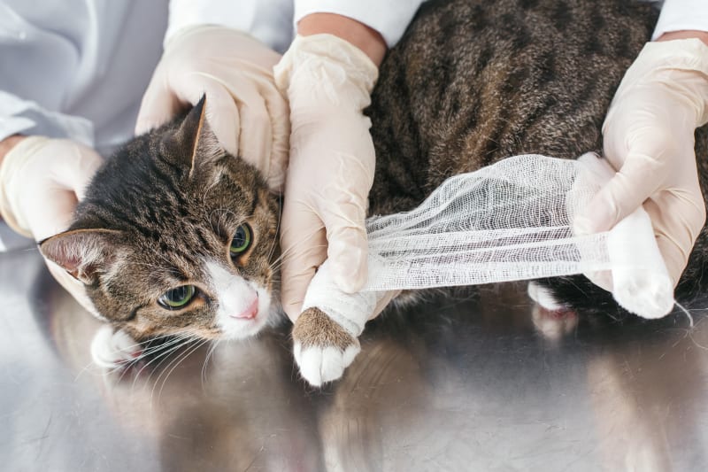 Should I take my cat to the vet for limping? Tucson Vet