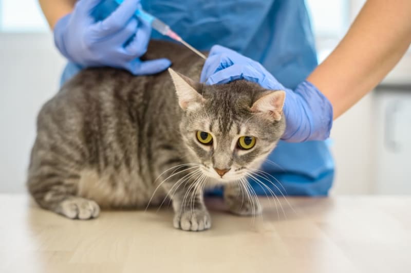 Cat Blood Tests Results, Explained, Clarksville Vets
