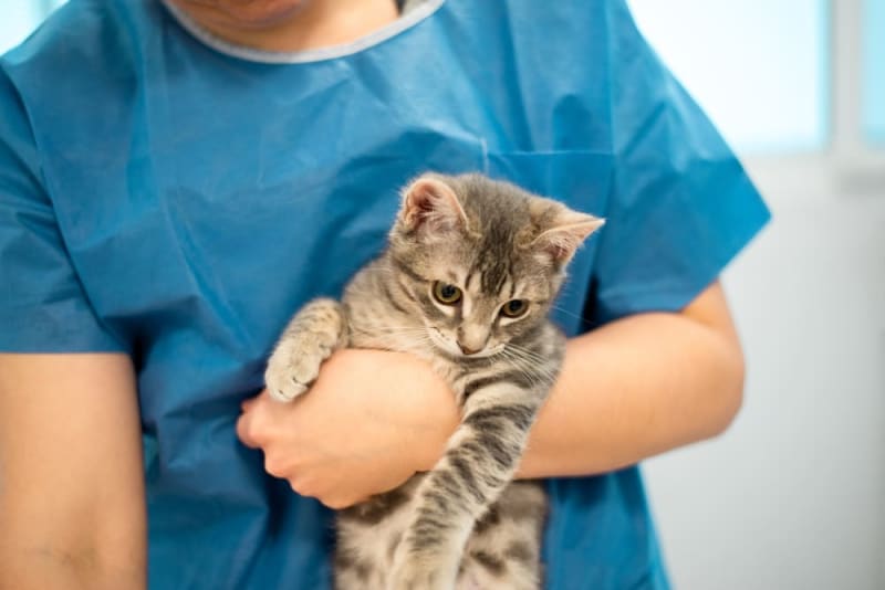 How old do kittens have to be to get fixed? | La Mesa Vets