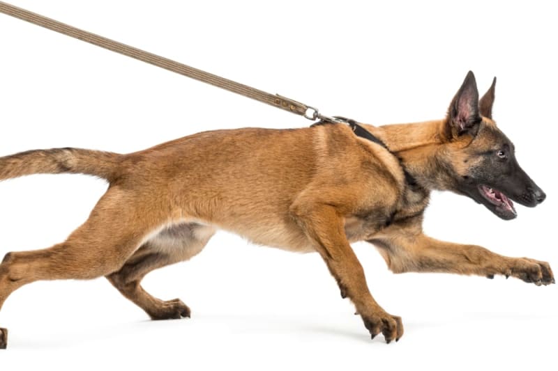How to Deal With Leash Aggression in Dogs, Los Angeles Vets