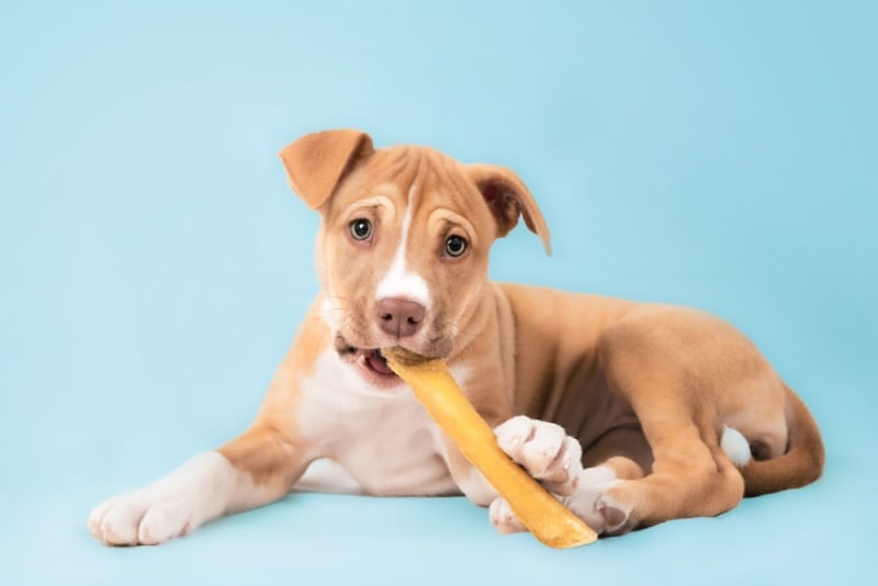 Do dental chews really work for dogs? Our Vets in Monroe