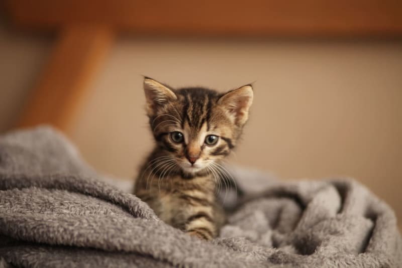 Newborn Kittens When Do Kittens Open Their Eyes? O’Fallon Vets
