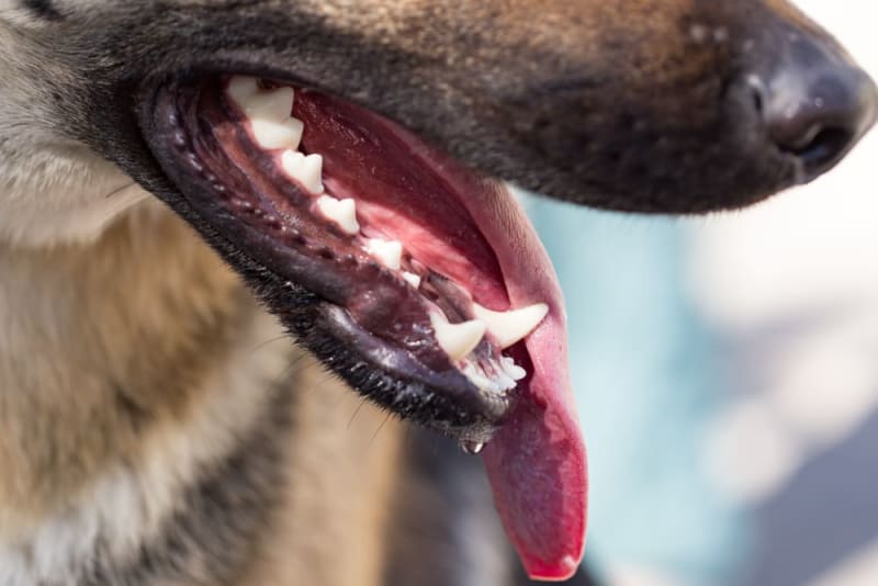 Is a dog's mouth cleaner than a human's mouth? Allergy Testing for