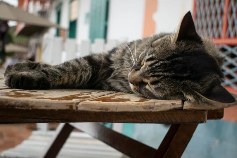 How to Tell if Your Cat Has Parvovirus Symptoms, Sharpsburg Vets