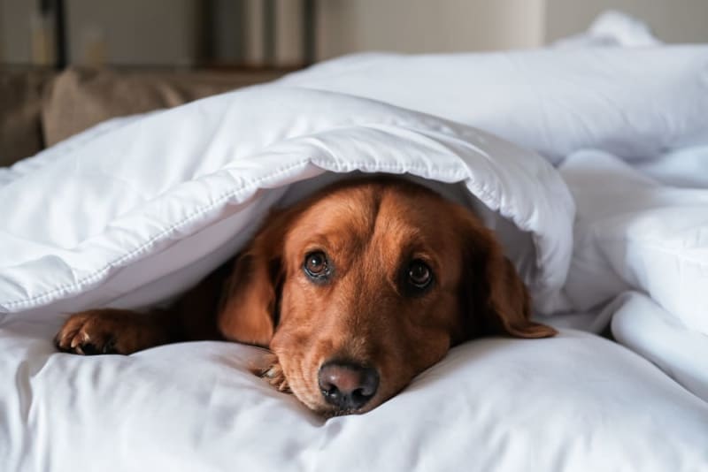 Dog Laryngitis: Symptoms & Treatment | Vancouver Vet