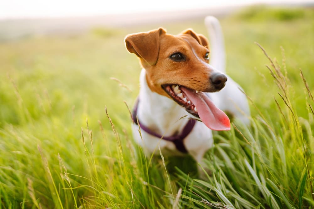 Kidney Disease & Infections in Dogs
