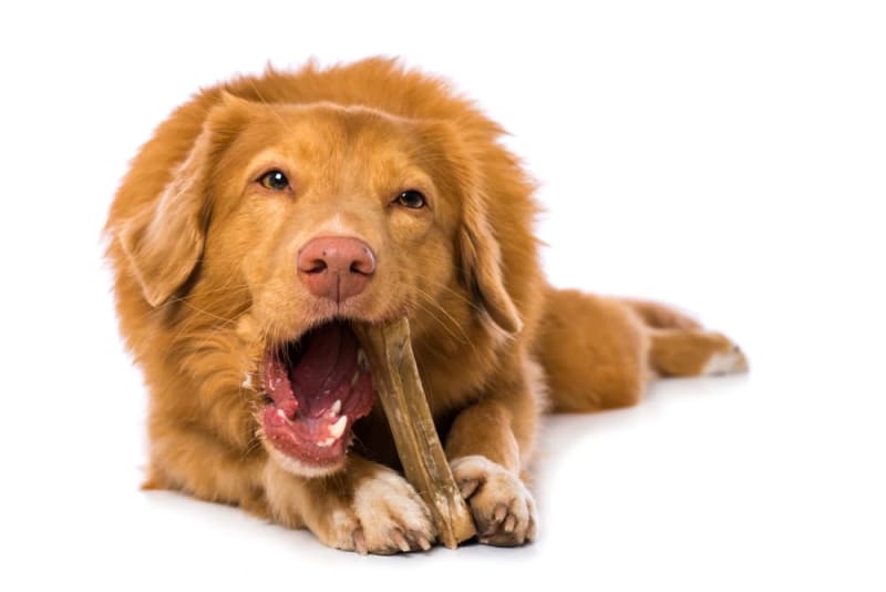Do Dental Chews Really Work for Dogs? Pittsboro Vets
