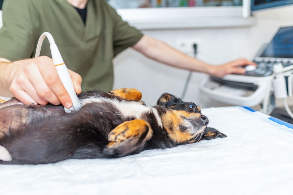 Ultrasound Examination in Dogs & Cats: What Pet Owners Want to Know