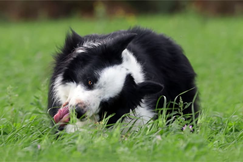 Dogs Eating Grass: Why Do They Do It & Is It Safe? | North Boulder Vets