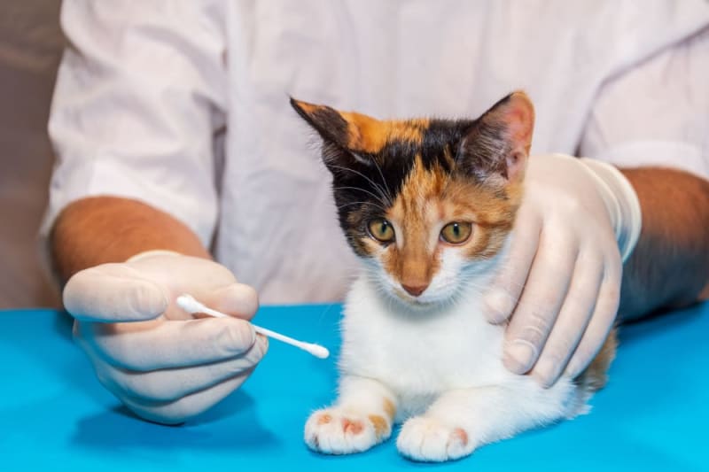How often should you take a cat to the vet? Fort Worth Vets