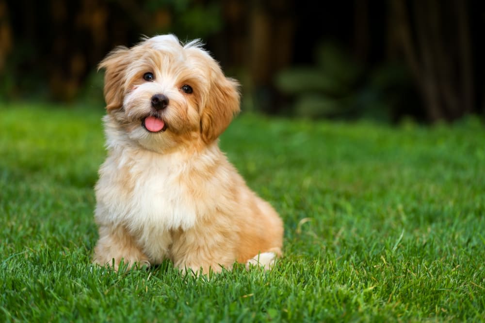 Bladder Stones in Dogs