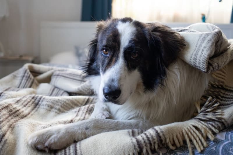 Urinary Tract Infection in Dogs | O’Fallon Vets
