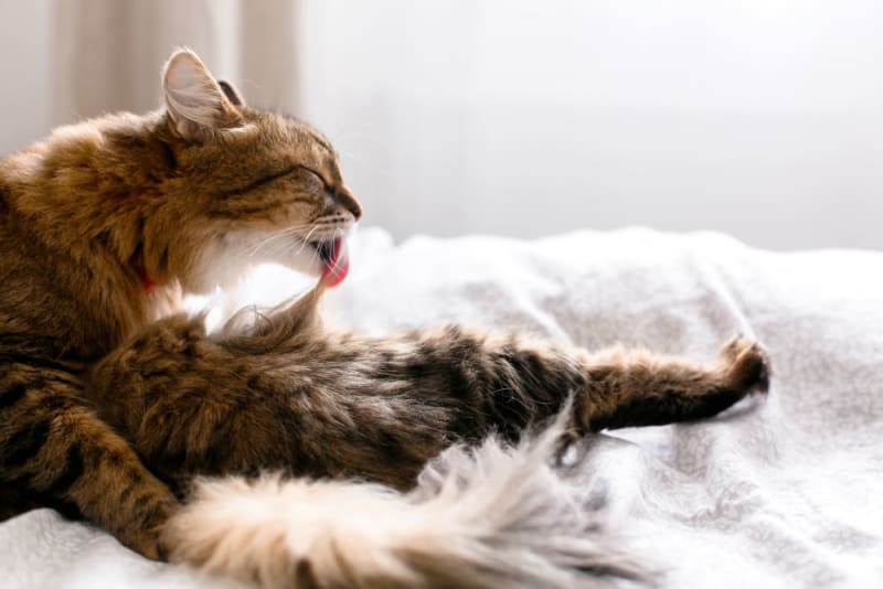 Cat Overgrooming Why Cats Overgroom & How You Can Stop It Dallas Vets