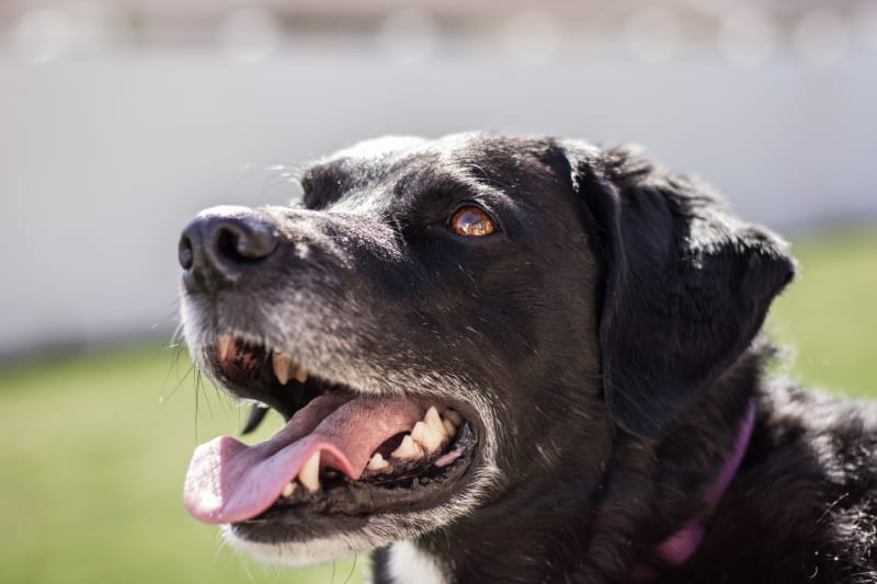 Your Guide to Senior Dog Dental Care, Apple Valley Vets