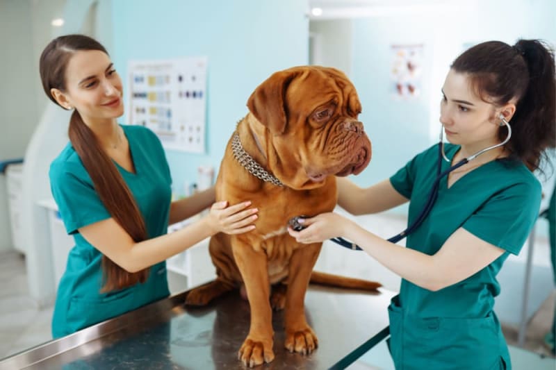 Managing Your Dog's Pain After Neutering, Simi Valley Vets