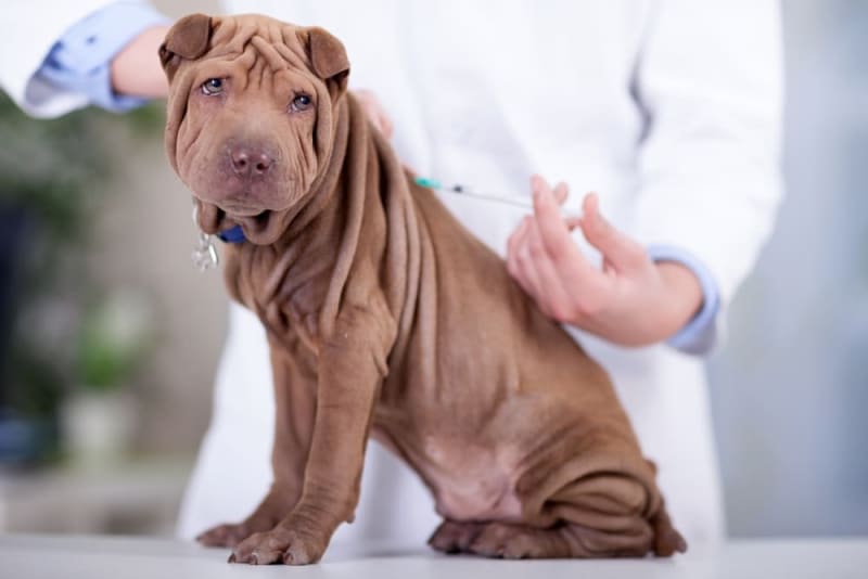 Dog Behavior Change After Vaccination Argyle Vet