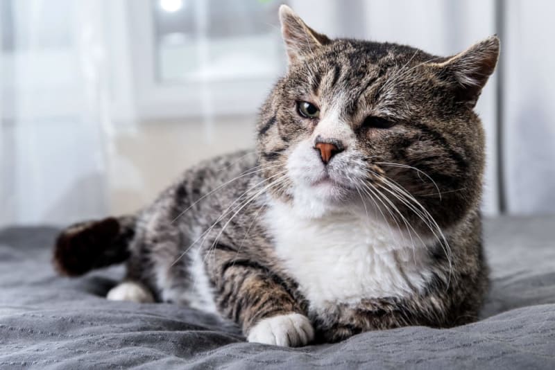 View of Senior Cat Diabetes: Recognizing and Treating the Condition | Pittsboro Vet