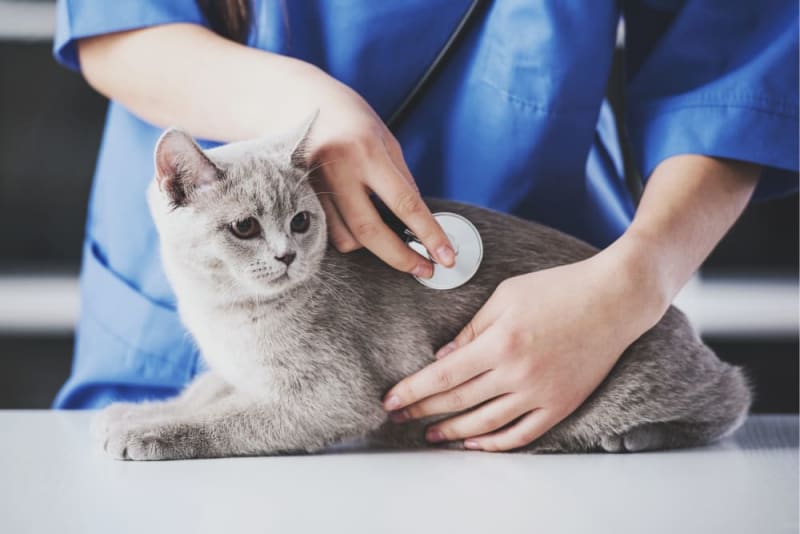 How often do you take a cat to the vet? Windsor Vet