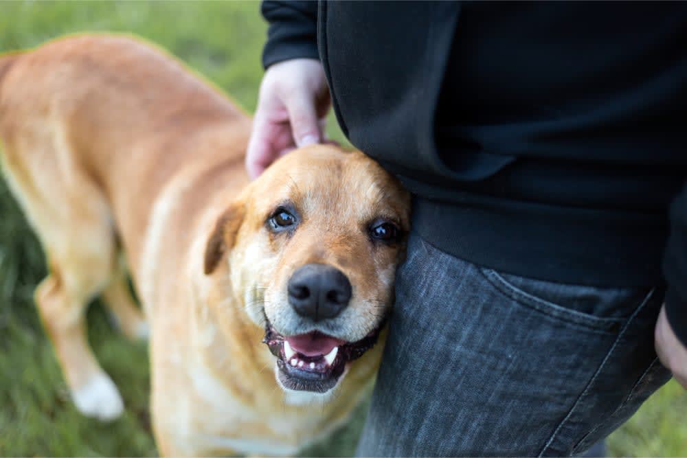 Dog Behavior Change After Vaccination