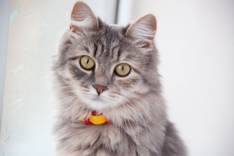 What is the FVRCP cat vaccine? Austin Vets