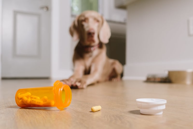 What Can I Give My Dog for Pain? - Chewy