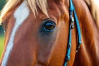 Corneal Ulcers: A Pain in the....Eye?