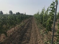 Nouvelle recherche du groupe SCAP : enquête sur les vignobles de l'Ontario pour détecter les maladies du tronc de la vigne
