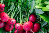 Vegetables You Can Plant in Fall