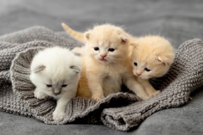Kitten's First Vet Visit: What to Expect
