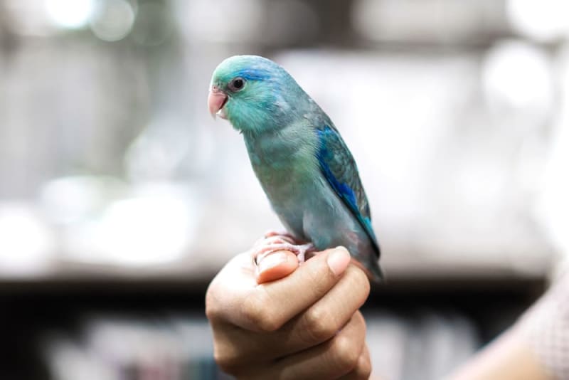 Common Pet Birds