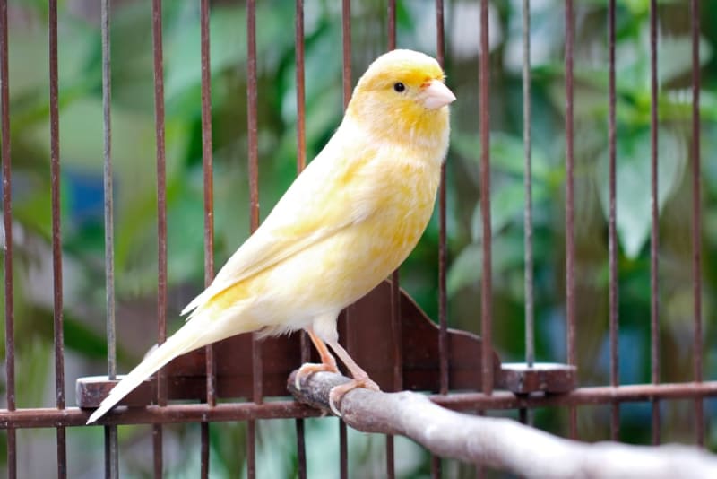 Canary Care 101