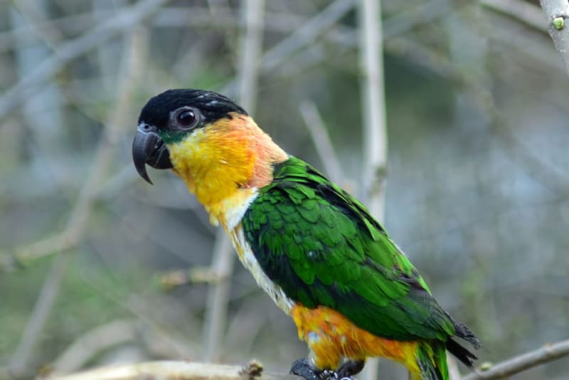 All You Need to Know About a Caique