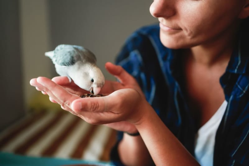 Best Pet Birds for Beginners