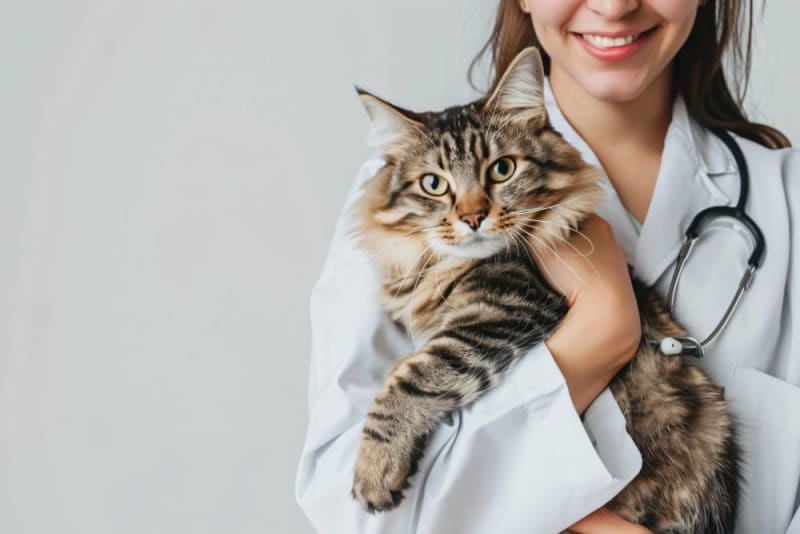 Can Acupuncture Help My Pet Feel Better?
