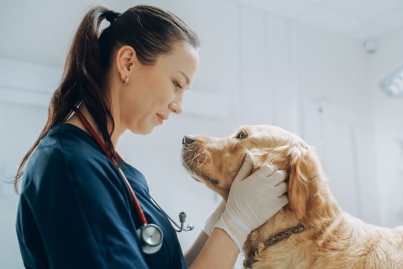 Myths & Facts About Veterinary Acupuncture
