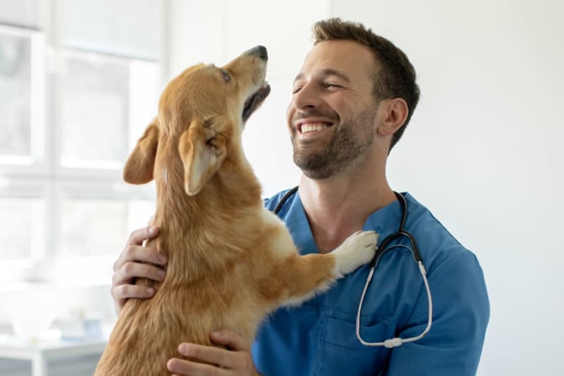 How Veterinary Acupuncture Helps With Pain Management